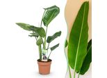 Strelitzia Nicolai – 70-90 Cm – 17 Cm – Fiore Dell'uccello Del Paradiso Di Facile Manutenzione – Pianta Tropicale Da Appartamento Con Grandi Foglie Verdi – Elegante Pianta Decorativa Per Soggiorno, Ufficio E Stanze Luminose