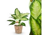 Dieffenbachia Camilla – 45-50 Cm – 17 Cm Con Cesto – Pianta Da Appartamento Colorata E Di Facile Manutenzione – Fogliame Con Motivi Verde-Crema – Decorativa Per Soggiorno, Ufficio E Interni