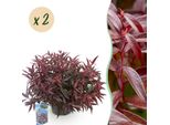 Leucothoe Burning Love – 2 Piante 17 Cm Di Altezza Circa 45 Cm – Sempreverde E Dai Colori Intensi – Fogliame Rosso – Arbusto Ornamentale Decorativo Di Facile Manutenzione
