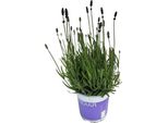 Lavanda – Lavandula Hidcote Blu – Pianta Da Interno E Da Balcone, Altezza Circa 20 Cm – Ø 12 Cm – Pianta Profumata Con Fiori Aromatici Blu-Lilla – Facile Da Curare