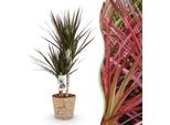 Dracaena Magenta – 70-80 Cm – 17 Cm Con Cesto – Dracaena Facile Da Curare – Pianta Da Appartamento Rosso-Verde Con Foglie Eleganti – Ideale Per Soggiorni E Uffici Moderni