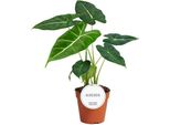 Alocasia Frydek - Foglia Di Freccia - Orecchio Di Elefante - Pianta D'appartamento Esotica Con Foglie A Forma Di Freccia - Ø12Cm - ↕35Cm