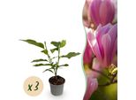 Magnolia Heaven Scent – 3 Piante – 12 Cm – Altezza Circa 30 Cm – Magnolia Deciduo Con Profumati Fiori Rosa-Bianchi Primaverili Per Aiuole, Balconi E Terrazze