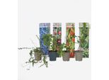 Mix Di Piante Da Frutto – 4 Piante – Piante Di Bacche Di Goji, Mirtilli, Mirtilli Rossi E Kiwi – Altezza 25–40 Cm – ⌀9 Cm – Piante Da Frutto Per Giardino, Balcone E Amanti Dei Frullati