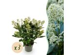 Skimmia Japonica Finchy – 3 Piante Alte 15 Cm, Larghe Circa 30 Cm – Fioritura Bianca Con Delicata Sfumatura Rosa – 15+ Fiori – Resistente Al Freddo E Sempreverde