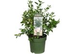 Mirtillo Biologico Vaccinium Corymbosum 'Bingo Blue' - Ø23Cm - Altezza Circa 50Cm - Pianta Di Mirtillo Ad Alto Rendimento - Per Giardino, Patio E Balcone - Resistente E Perenne
