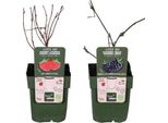 Mix Di Bacche Biologiche - Lampone 'Malling Promise' + Mora 'Loch Ness' - Piante Biologiche Robuste E Ad Alto Rendimento - Per Giardino, Balcone E Terrazza