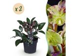 Rosa Di Natale Helleborus Lividus Purple Marble – 2 Piante 14 Cm Di Altezza Circa 35 Cm – Sempreverde E Fioritura Invernale – Fiori Viola Per Aiuole, Balconi E Terrazze – Piante Perenni Robuste E Facili Da Curare