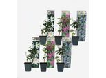 Passiflora – 6 Piante – Passiflora Hybridum – Altezza 25–40 Cm – ⌀9 Cm – Pianta Rampicante A Crescita Rapida E Resistente Al Freddo Con Grandi Fiori Esotici – Per Giardino, Balcone E Terrazza