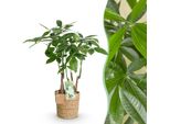Pachira Aquatica A Più Fusti – 50-55 Cm – 17 Cm Con Cesto – Albero Dei Soldi Facile Da Curare – Pianta Da Appartamento A Più Fusti Di Un Verde Fresco Per Soggiorno, Ufficio E Ingressi