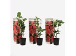 Rosa Giapponese – 3 Piante – Camellia Japonica ‘Lady Campbell’ – Altezza 25–40 Cm – Ø 9 Cm – Camelia Sempreverde E Resistente Al Freddo Con Fiori Rossi – Pianta Ornamentale A Fioritura Precoce Per Giardini, Aiuole E Vasi