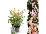 Bambù Sacro Nandina Twilight – 17 Cm Di Altezza, Circa 45 Cm – Sempreverde E Cangiante – Fogliame Rosa Variegato – Arbusto Ornamentale Decorativo Di Facile Manutenzione