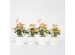 Campanule Ombrose – 4 Piante – Pieris 'Forest Flame' – Altezza 25-40 Cm – Ø 17 Cm – Arbusto Ornamentale Sempreverde Con Foglie Rosse E Grappoli Di Fiori Bianchi – Resistente Al Freddo E Amica Delle Api – Per Giardini E Terrazze