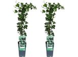 Hedera Helix - Edera Comune - 2 Piante - Pianta D'appartamento - Ø15Cm - ↕65Cm - Rampicante Sempreverde E Pianta Ricadente - Facile Da Curare E Purificante Dell'aria