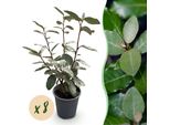 Olivo Selvatico Elaeagnus Ebbingei Compacta – 8 Piante Per 1 Metro Lineare Di Siepe – Sempreverde – 9 Cm – Altezza 30–35 Cm – Arbusto Compatto Con Foglie Grigio-Verdi E Fiori Autunnali Profumati