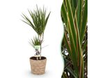 Dracaena Marginata – 70-80 Cm – 17 Cm Con Cesto – Dracaena Facile Da Curare – Verde Con Bordi Rossi – Elegante Pianta Da Appartamento Per Soggiorno, Ufficio E Ingressi