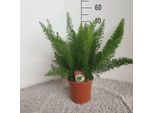 Asparago Ornamentale - Asparagus Densiflorus Meyers - Ø17Cm - Altezza Circa 50Cm - Elegante Pianta D'appartamento Con Germogli Sottili E Cespugliosi - Pianta Verde Di Facile Cura Per Soggiorno, Ufficio E Giardino D'inverno