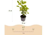 Cotinus Coggygria Golden Spirit – 3 Piante – 12 Cm – Altezza Circa 35 Cm – Arbusto Deciduo Con Fogliame Giallo Dorato E Fiori Estivi Ariosi – Facile Da Curare Per Aiuole E Terrazze