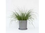 Erba Lampada – Pennisetum Alopecuroides 'Hameln' – Altezza 20–30 Cm – ⌀23 Cm – Erba Ornamentale Con Piume Decorative – Erba Da Giardino Facile Da Curare Per Aiuole, Balconi E Terrazze