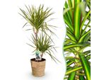 Dracaena Sunray – 90-100 Cm – 21 Cm Con Cesto – Dracaena Facile Da Curare – Fogliame Verde-Giallo – Pianta D'appartamento Decorativa Per Soggiorno, Ufficio E Camera Da Letto