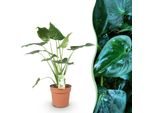 Alocasia Cucullata Mano Di Buddha – 21 Cm – Altezza 65–70 Cm – Pianta Da Appartamento Verde Di Facile Manutenzione Con Foglie A Forma Di Cuore Per Interni Esotici