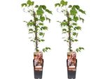 Parthenocissus Tricuspidata Veitchii Boskoop - Rampicante Trilobato - 2 Piante - Pianta Rampicante - Ø15Cm - Altezza Circa 65Cm - Rampicante Resistente Per Giardino, Balcone E Terrazzo