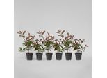 Photinia – 6 Piante – Photinia Fraseri 'Red Robin' – Altezza 30–40 Cm – Pianta Da Siepe Sempreverde Con Foglie Rosse – Resistente Al Freddo, Facile Da Curare E Decorativa