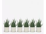 Aloe Vera – 6 Piante – Aloe Barbadensis – Altezza 25–40 Cm – Ø 11 Cm – Pianta Da Appartamento Facile Da Curare E Pianta Medicinale – Succulenta Robusta Per La Casa E L'ufficio – Purificatrice Dell'aria E Decorativa