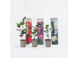 Rosa Giapponese – 3 Piante – Camellia Japonica – Altezza 25–40 Cm – Ø 9 Cm – Camelia Sempreverde E Resistente Al Freddo Con Fiori Rossi – Pianta Ornamentale A Fioritura Precoce Per Giardini, Terrazze E Vasi