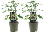 Ficus Precose De Dalmation - Albero Di Fico - Set Di 2 - Ø15Cm - Altezza Circa 40Cm - Pianta D'appartamento Di Facile Cura Con Fogliame Tropicale Lucido