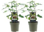 Ficus Brown Turkey - Albero Di Fico - Set Di 2 - Ø15Cm - Altezza Circa 40Cm - Foglie Grandi E Lucide - Pianta D'appartamento Facile Da Curare E Dal Fascino Esotico
