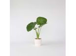 Alocasia – Alocasia ‘Odora’ – Altezza 55–75 Cm – Ø 17 Cm – Giglio Profumato Di Notte Con Foglie Grandi Ed Erette – Pianta Tropicale Da Appartamento E Elemento Decorativo – Facile Da Curare Ed Esotica