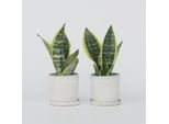 Sansevieria – 2 Piante – Sansevieria 'Futura Superba' – Altezza 35–40 Cm – Ø 12 Cm – Piante Da Appartamento Facili Da Curare Con Foglie Giallo-Verdi – Purificano L'aria E Sono Robuste – Per L'ufficio E La Casa