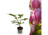 Magnolia Heaven Scent – 12 Cm – Altezza Circa 30 Cm – Magnolia Deciduo Con Delicati Fiori Primaverili Bianco Crema Profumati – Facile Da Curare Per Aiuole, Balconi E Terrazze