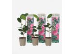 Rosa Giapponese – 3 Piante – Camellia Japonica ‘Bonomiana’ – Altezza 25–40 Cm – Ø 9 Cm – Camelia Sempreverde E Resistente Al Freddo Con Fiori Rosa – Pianta Ornamentale A Fioritura Precoce Per Giardini, Aiuole E Vasi