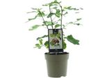 Ficus Precose De Dalmatie - Pianta D'appartamento Di Fico - Ø15Cm - Altezza Circa 40Cm - Pianta D'appartamento Verde Di Facile Manutenzione - Perfetta Per Soggiorno, Ufficio E Balcone