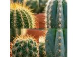 Set Mini Cactus – 18 Piante – Ø 5,5 Cm – Altezza 5–10 Cm – Piante Da Appartamento Facili Da Curare – Ampia Scelta Di Cactus Per Davanzali, Uffici E Soggiorni