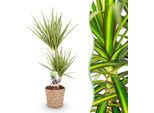Dracaena Sunray – 70-75 Cm – 17 Cm Con Cesto – Dracaena Facile Da Curare – Fogliame Verde-Giallo – Pianta Da Appartamento Moderna Per Soggiorno, Ufficio E Camera Da Letto