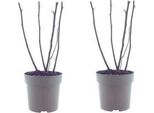 Ficus Bornholm - Albero Di Fico - 2 Piante - Ø15Cm - Altezza Circa 40Cm - Pianta D'appartamento Di Facile Manutenzione Dal Sapore Tropicale - Ideale Per Il Soggiorno E L'ufficio