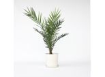 Palma Da Dattero Delle Canarie – Phoenix Canariensis – Altezza 80–100 Cm – Ø 19 Cm – Palma Da Giardino Mediterranea E Di Facile Manutenzione – Per Terrazze, Balconi E Interni – Pianta Da Vaso Moderatamente Resistente All'inverno