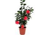 Rosa Giapponese – Camellia Japonica ‘Lady Campbell’ – Altezza 60–70 Cm – Ø 19 Cm – Camelia Sempreverde E Resistente Al Freddo Con Fiori Rossi – Pianta Ornamentale A Fioritura Precoce Per Giardini E Vasi