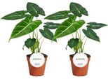 Alocasia Frydek - Foglie Di Freccia - 2 Piante D'appartamento - Ø12Cm - Altezza Circa 35Cm - Alocasia Tropicale In Velluto Con Foglie Decorative