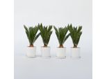Felce Palma Sago – 4 Piante – Cycas Revoluta – Altezza 45–60 Cm – Ø 15 Cm – Pianta Esotica Da Vaso E Da Appartamento – Elegante Felce Palma Con Foglie Verde Brillante – Lunga Durata E Facile Manutenzione