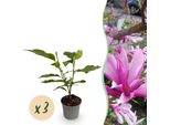 Magnolia Susan – 3 Piante – 12 Cm – Altezza Circa 30 Cm – Arbusto Ornamentale Deciduo Con Intensi Fiori Viola Primaverili Per Aiuole, Balconi E Terrazze