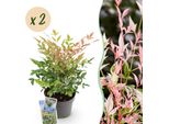 Nandina Domestica Twilight – 2 Piante – 17 Cm – Altezza Circa 45 Cm – Bambù Sacro Sempreverde Con Fogliame Colorato E Colorazione Autunnale Rossa – Facile Da Curare Per Aiuole, Balconi E Terrazze
