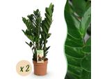 Zamioculcas – 2 Piante Zz Di Facile Manutenzione – 17 Cm – Altezza 65-75 Cm – Piante Da Interno Verde Scuro – Piante Verdi Robuste Che Purificano L'aria Per Soggiorno, Ufficio E Camera Da Letto