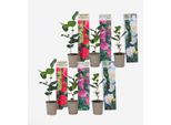 Rosa Giapponese – 6 Piante – Camellia Japonica – Altezza 25–40 Cm – Ø 9 Cm – Camelia Sempreverde E Resistente Al Freddo – Pianta Da Giardino A Fioritura Precoce Con Fiori Eleganti – Per Aiuole, Terrazze E Vasi