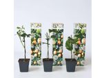 Passiflora – 3 Piante – Passiflora Edulis 'Frederick' – Altezza 25–40 Cm – ⌀9 Cm – Pianta Rampicante Sempreverde Con Frutti Della Passione Commestibili E Fiori Profumati – Pianta Da Giardino A Crescita Rapida Per Spalliera E Vaso