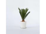 Cycas Revoluta – Altezza 45–60 Cm – Ø 15 Cm – Pianta Da Appartamento E Da Vaso Esotica E Longeva – Cycas Facile Da Curare Con Eleganti Fronde – Per Soggiorno, Terrazza E Giardino D'inverno