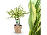 Dracaena Fragrans Diamond Dream – 50-55 Cm – 17 Cm Con Cesto – Dracaena Facile Da Curare – Pianta Verde Variegata Con Foglie Eleganti Per Soggiorno, Ufficio E Camera Da Letto